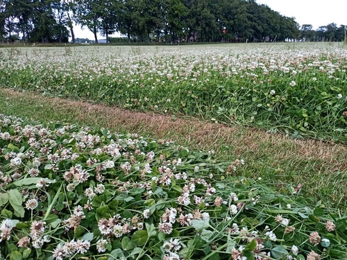 gras/klaver in bloei bij Biologische Boerderij 'De Pasop'