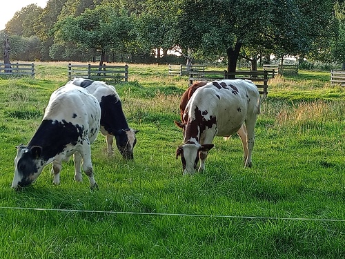 koeien bij Biologische Boerderij 'De Pasop'